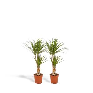 Everspring Dracaena marginata 2x dracaena - ↨90cm - ø17cm