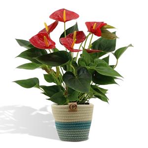 Everspring Anthurium andreanum diamond red incl. Pure mand - 45cm - ø12 anthurium andreanum diamond red incl. Pure mand - 45cm - ø12