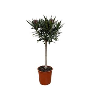 Everspring Nerium oleander op stam met roze bloem - 90cm - ø22 nerium oleander op stam met roze bloem - 90cm - ø22