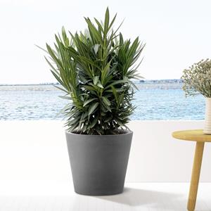 Everspring Nerium oleander struik met witte bloem - 90cm- ø22 nerium oleander struik met witte bloem - 90cm- ø22