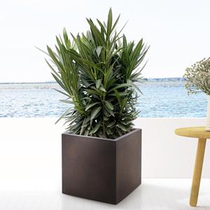 Everspring Nerium oleander struik met roze bloem - 90cm- ø22 nerium oleander struik met roze bloem - 90cm- ø22