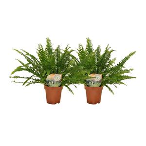 Everspring Nephrolepis green lady - ø12cm - 30cm nephrolepis krulvaren - 2 stuks - ø12 - ↑↓f30cm