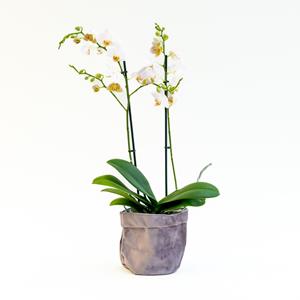 Everspring Plant phalaenopsis with velvet pot plant phalaenopsis with velvet pot