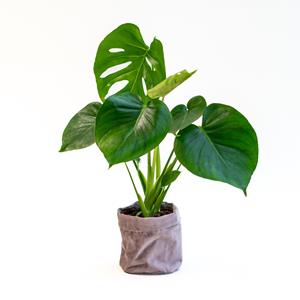 Everspring Plant monstera with velvet pot plant monstera with velvet pot