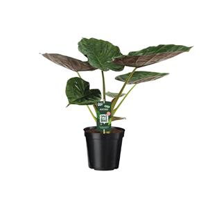 Everspring Alocasia wentii - olifantsoor - 70cm - ø19 alocasia wentii - olifantsoor - 70cm - ø19