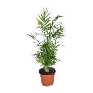 Everspring Chamaedorea elegans chamaedorea elegans - ø17 - ↨55cm