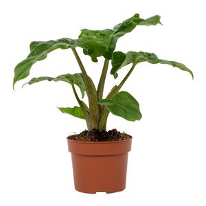 Everspring Alocasia low rider 12cm - ø12cm - ↑↓f30cm alocasia low rider 12cm - ø12cm - ↑↓f30cm