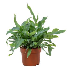 Everspring Phlebodium blue star 12cm - ø12cm - ↑↓f32cm phlebodium blue star 12cm - ø12cm - ↑↓f32cm