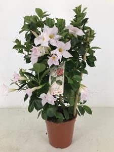 Everspring P17 sundaville classic white rek - ø17cm - ↑↓f55cm p17 sundaville classic white rek - ø17cm - ↑↓f55cm