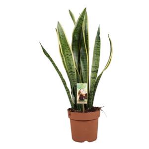 Everspring Sansevieria laurentii - ø21cm - ↑↓f75cm sansevieria laurentii - ø21cm - ↑↓f75cm