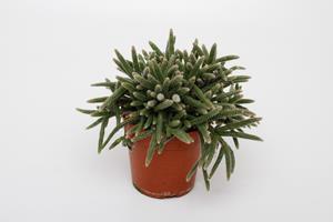 Everspring Rhipsalis baccifera horrida - ø12cm - ↑↓f15cm rhipsalis baccifera horrida - ø12cm - ↑↓f15cm