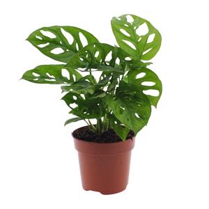 Everspring Monstera monkey leaf (gatenplant) - ø12cm - ↑↓f30cm monstera monkey leaf (gatenplant) - ø12cm - ↑↓f30cm