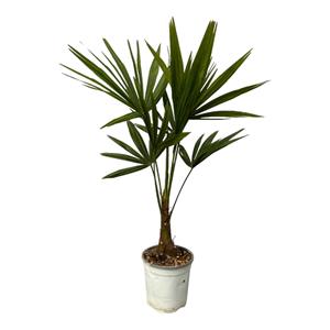 Everspring Trachycarpus fortuneii - 100 cm - ø18cm trachycarpus fortuneii - 100 cm - ø18cm