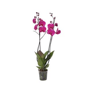 Everspring Phalaenopsis joyride - 3 tak - 60 cm - ø12cm phalaenopsis joyride - 3 tak - 60 cm - ø12cm