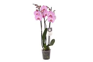 Everspring Phalaenopsis elion - 3 tak - 60 cm - ø12cm phalaenopsis elion - 3 tak - 60 cm - ø12cm