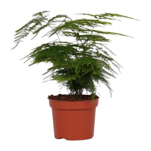 Everspring Asparagus setaceus asparagus setaceus - ø12 - ↨35cm