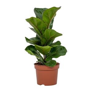Everspring Ficus lyrata ficus lyrata - ø12cm - ↑↓f30cm