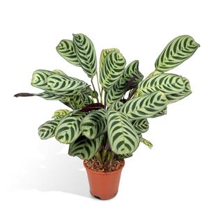 Everspring Ctenanthe amabilis - ø14cm - ↑↓f25cm ctenanthe amabilis - ø14cm - ↑↓f25cm