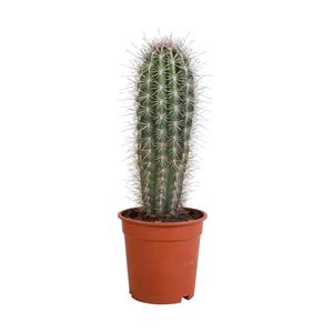 Everspring Pachycereus pringlei pachycereus pringlei - 17cm - zonder pot