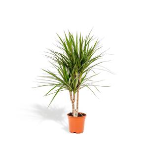 Everspring Dracaena marginata dracaena marginata - ø17cm - ↑↓f90cm
