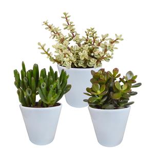 Everspring Crassula mix 8.5 cm crassula mix 8.5 cm - 3x - in witte pot
