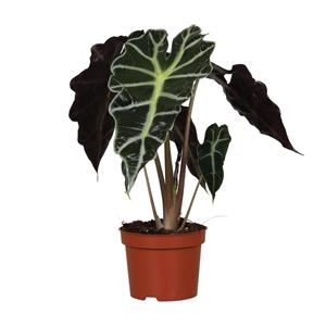 Everspring Alocasia amazonica polly - ø12cm - ↑↓f30cm alocasia amazonica polly - ø12cm - ↑↓f30cm
