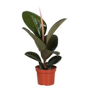 Everspring Ficus elastica robusta - ø12cm - ↑↓f35cm ficus elastica robusta - ø12cm - ↑↓f35cm