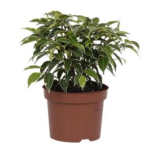 Everspring Ficus benjamina kinky - ø12cm - ↑↓f20cm ficus benjamina kinky - ø12cm - ↑↓f20cm
