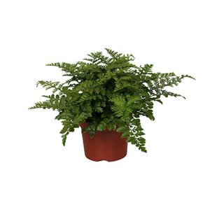 Everspring Asplenium parvati - ø12cm - ↑↓f25cm asplenium parvati - ø12cm - ↑↓f25cm