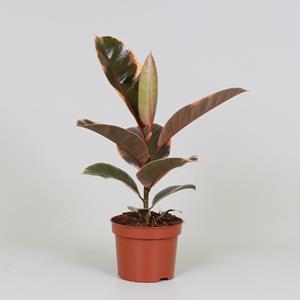 Everspring Ficus elastica belize - ø12 ↑↓f30 ficus elastica belize - ø12 ↑↓f30