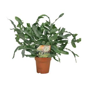 Everspring Phlebodium blue star - ø12 ↑↓f35 phlebodium blue star - ø12 ↑↓f35
