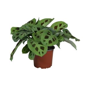 Everspring Maranta leuconeura kerchoveana - ø12cm - ↑↓f30cm maranta leuconeura kerchoveana - ø12cm - ↑↓f30cm
