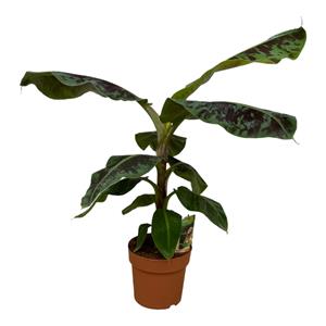 Everspring Musa - 80 cm - ø21cm musa - 80 cm - ø21cm