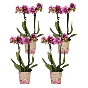 Everspring Kolibri orchids | roze paarse phalaenopsis orchidee - el salvador - potmaat ø9cm | bloeiende kamerplant - vers van de kweker kolibri orchids | combi deal 