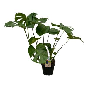 Everspring Monstera deliciosa - 75 cm - 21cm monstera deliciosa - 75 cm - 21cm