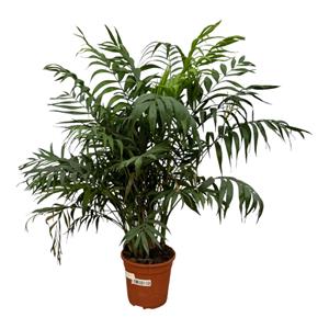 Everspring Chamaedorea elegans  - 100 cm - ø21cm