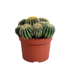 Everspring Eriocactus warasii 12cm eriocactus warasii 12cm