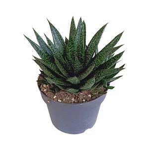 Everspring Gasteria 'd due 17cm gasteria 'd due 17cm