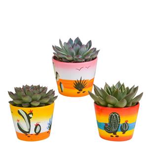 Everspring Echeveria mix 10.5 cm echeveria mix 10.5 cm - 3x - in mexicaanse pot