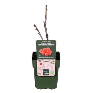 Everspring Ribes rubrum 'jonkheer van tets' - aalbes ribes rubrum 'jonkheer van tets' - aalbes
