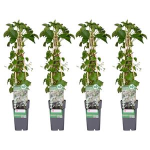 Hydrangea petiolaris - klimhortensia 4x - hydrangea petiolaris - ↨65cm - ø15