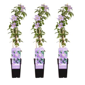 Everspring Clematis justa - ↨65cm - ø15 3x - clematis justa - ↨65cm - ø15