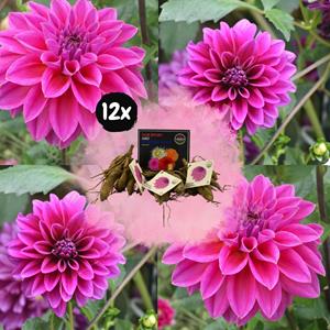 Everspring Flowerbulbs amsterdam - dahlia bleu bell, grote brede bloembladen flowerbulbs amsterdam - 12x dahlia bleu bell, grote brede bloembladen