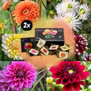 Everspring Flowerbulbs amsterdam - luxe box large, set van 6 dutch dahlia's flowerbulbs amsterdam - 2x luxe box large, set van 2x 6 dutch dahlia's