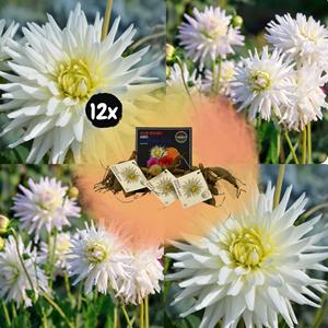 Everspring Flowerbulbs amsterdam dahlia playa blanca, cactusvormige bloemen flowerbulbs amsterdam 12x dahlia playa blanca, cactusvormige bloemen