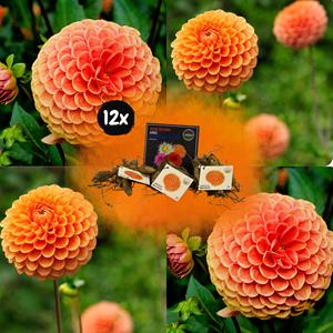 Everspring Flowerbulbs amsterdam - dahlia ralphie, glinsterende oranje bloemen flowerbulbs amsterdam - 12x dahlia ralphie, glinsterende oranje bloemen