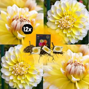 Everspring Flowerbulbs amsterdam - dahlia seattle, grootbloemige uitstraling flowerbulbs amsterdam - 12xdahlia seattle, grootbloemige uitstraling