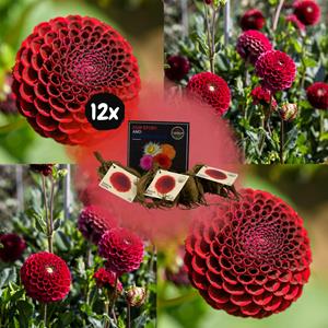 Everspring Flowerbulbs amsterdam - dahlia natal, kogelronde bloemen flowerbulbs amsterdam - 12x dahlia natal, kogelronde bloemen