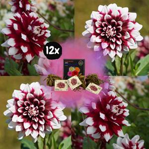 Everspring Flowerbulbs amsterdam - dahlia mystery day, grootbloemige uitstraling flowerbulbs amsterdam - 12x dahlia mystery day, grootbloemige uitstraling