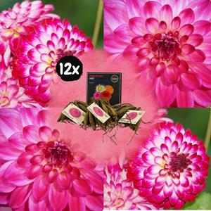 Everspring Flowerbulbs amsterdam - dahlia little robert, ronde en opgekrulde bloemblaadjes flowerbulbs amsterdam - 12x dahlia little robert, ronde en opgekrulde bloemblaadjes